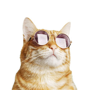 Imagen para la categoría PRODUCTOS PARA MASCOTAS